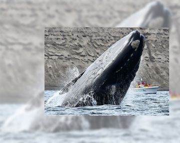 Ballena franca austral, en Península Valdés. Foto: Maxi Jonas.