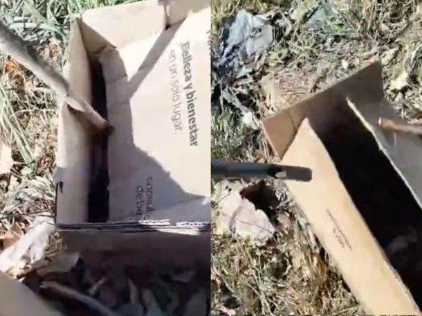 Macabro hallazgo en La Plata: encuentran varias cabezas de animales en cajas