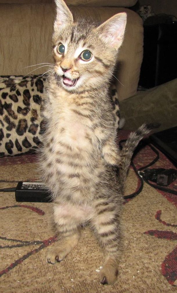 VIDEO: Un gatito de dos patas causa sensación en la web