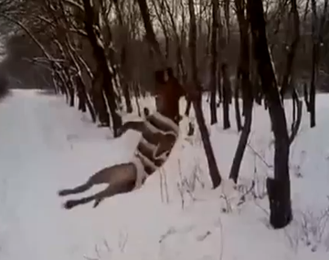 Un pitbull encabronado con la rama de un árbol en la nieve