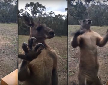 Un canguro se encontró con un rival invencible