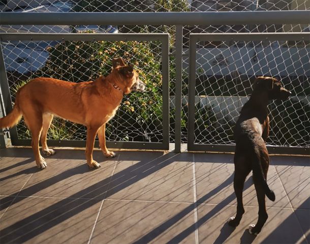 Coronavirus y responsabilidad: guía para ejercitar y pasear a tu perro durante la cuarentena