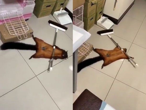 Viral: una ardilla finge su propia muerte y causa furor en las redes