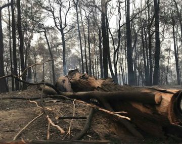 Esperan que las lluvias traigan alivio a los incendios aunque temen por inundaciones