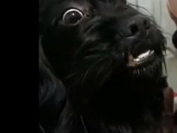 El viral del finde: ¿Viste que la perra del vecino está embarazada?