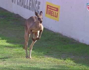 Unos canguros invadieron la pista en una carrera de autos en Australia