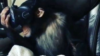 La reacción del mono fue muy efusiva La reacción del mono fue muy efusiva