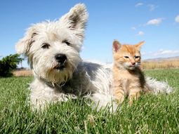 ¿Qué tipo de mascota deberías tener?