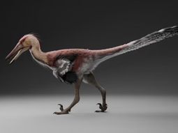 Nuevo dinosaurio raptor Nuevo dinosaurio raptor