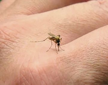 Advierten que la invasión de mosquitos es de la especie vectora de la encefalitis equina