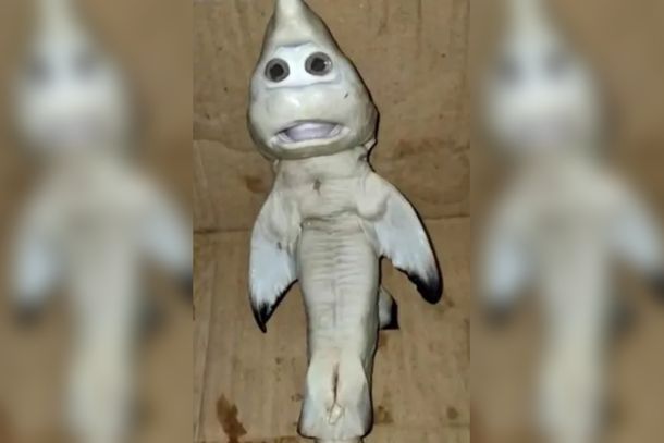 Encontraron un extraño pez con rostro humano: lo comparan con Baby Shark
