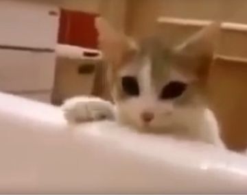 Un gato intenta rescatar de la bañera a su dueña
