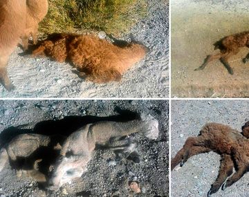 Llamas y ovejas mueren por el frío y la sequía