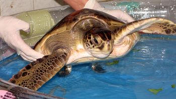abandonan una tortuga de 5 kilos en la puerta del zoologico abandonan una tortuga de 5 kilos en la puerta del zoologico