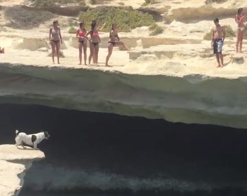 Mirá el clavado del perro más valiente