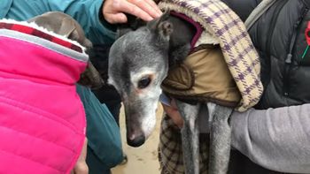 Walnut fue despedido por sus dueños, pero también por sus vecinos Walnut fue despedido por sus dueños, pero también por sus vecinos