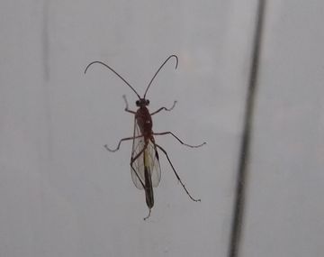 Animales inocuos: la plaga de avispas en Bah&iacute;a Blanca no traer&aacute; problemas a la poblaci&oacute;n