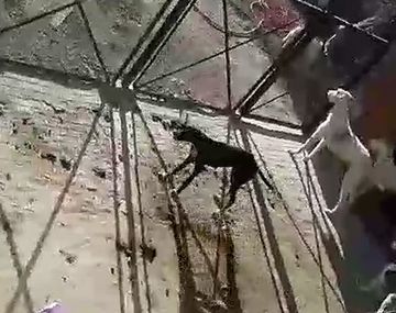 Calvario para ocho perros en Campana