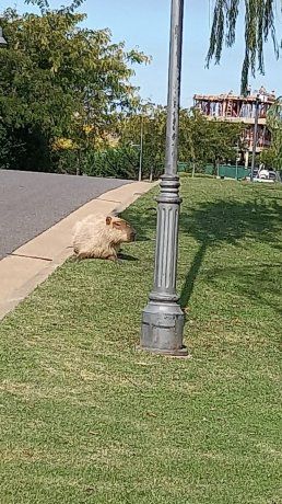 Crece el temor por una nueva invasión de carpinchos en Tigre y Nordelta