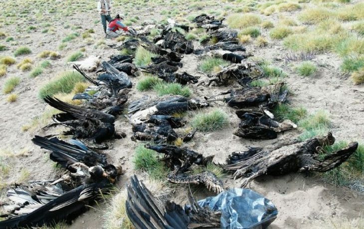 Encontraron 34 cóndores muertos en Mendoza