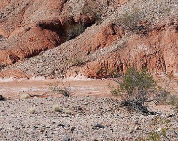 San Juan: encontraron un cementerio de animales de 200 millones de años