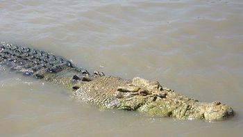 un cocodrilo conocido como michael jackson se comio a un hombre en australia