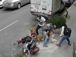 video: un pitbull ataca a una mascota y a su dueno video: un pitbull ataca a una mascota y a su dueno