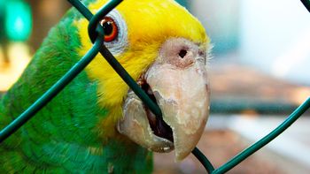 insolito: un loro declara ante policia por insultar a los vecinos insolito: un loro declara ante policia por insultar a los vecinos