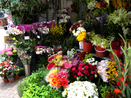 ¿cuanto cuestan las flores para el dia de la primavera? ¿cuanto cuestan las flores para el dia de la primavera?