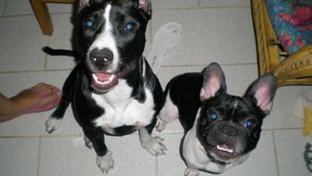 los argentinos prefieren al bulldog frances y al pitbull los argentinos prefieren al bulldog frances y al pitbull