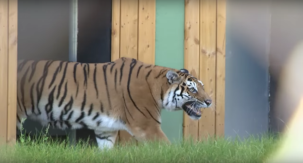 Una tigresa de circo rescatada pisa el pasto por primera vez