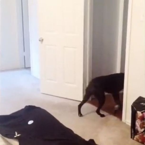 La curiosa manera que tiene un perro de superar su miedo