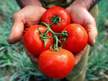 Fin del misterio: por qué el tomate perdió su gusto original