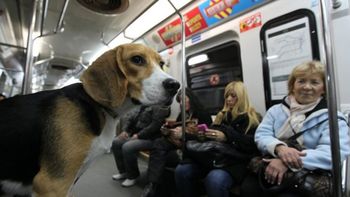 ¿nuevos pasajeros? evaluan que las mascotas puedan viajar en el subte ¿nuevos pasajeros? evaluan que las mascotas puedan viajar en el subte