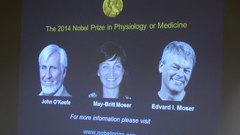 dan el nobel a medicos que descubrieron el gps interno del cerebro dan el nobel a medicos que descubrieron el gps interno del cerebro