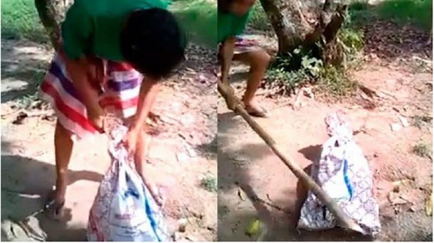 Mató a un perro, subió el video a Facebook y lo detuvieron, pero sólo pagó una multa