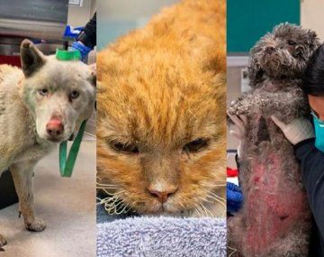 Los Ángeles: rescatan a más de 400 animales tras los incendios