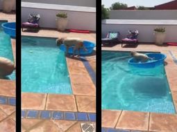 super inteligente: perro agarro pelota de una pileta sin mojarse super inteligente: perro agarro pelota de una pileta sin mojarse