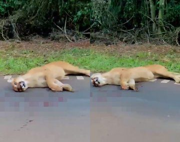 Un puma murió al ser atropellado en el Parque Nacional Iguazú 
