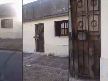 El perro saltó y quedó atrapado contral al reja