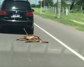 VIDEO: Ató un perro a su auto y lo arrastró por varios kilómetros