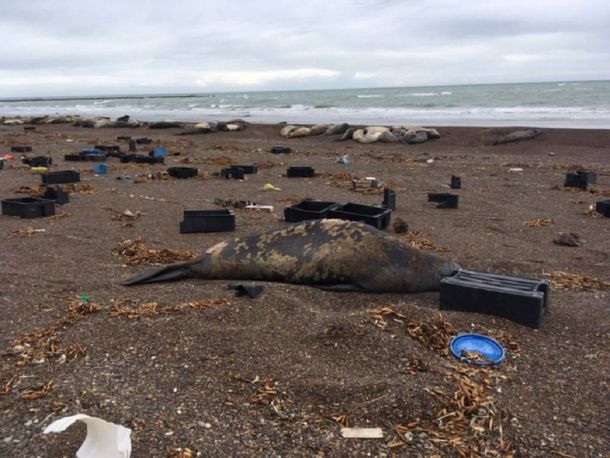 Indignante: el video que muestra la extrema contaminación de las playas de  Península Valdés