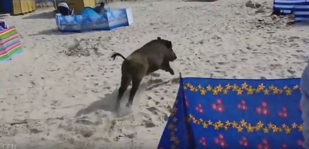 VIDEO: Jabalí salvaje atacó a los turistas en una playa de Polonia