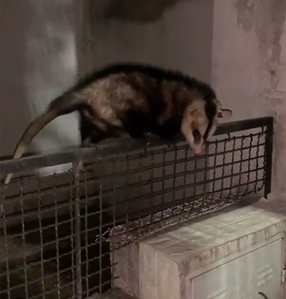 Sorpresa en San Isidro por la presencia de zarigüeyas