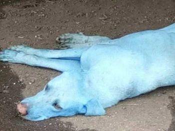 El extraño caso de los perros azules de la India