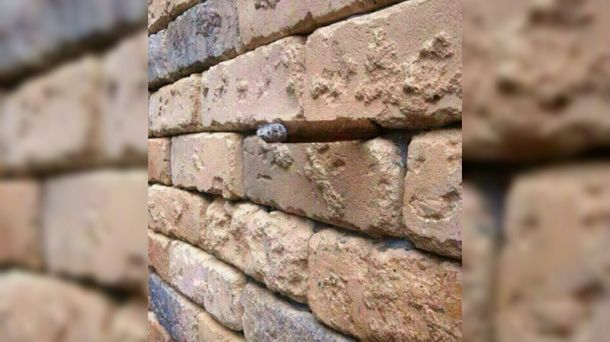 La foto de esta pared defectuosa no para de dar vueltas por la web