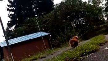 fingio que se desmayo para ver que hacia su perro y se llevo una sorpresa fingio que se desmayo para ver que hacia su perro y se llevo una sorpresa