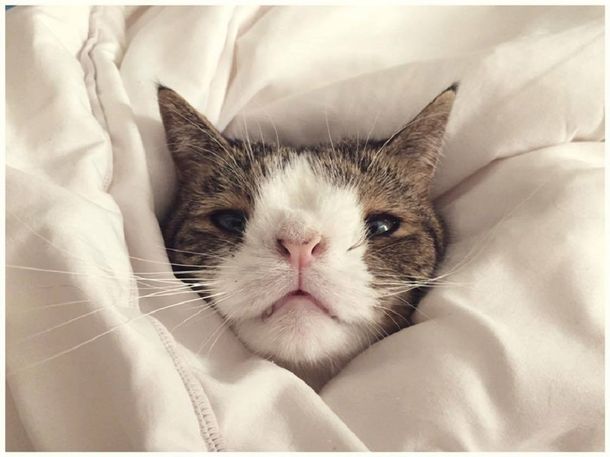 Conocé al gato con síndrome de Down que alcanzó la fama en las redes sociales