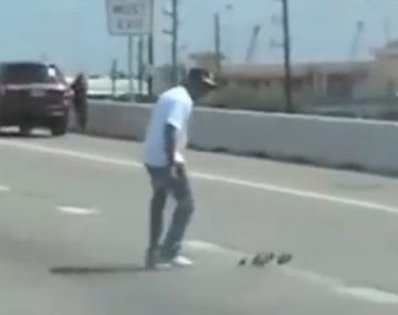 VIDEO: Conductores paran el tránsito en una autopista para salvar a patitos huérfanos