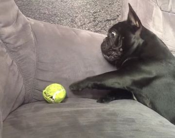 VIDEO: Un perro mantiene una lucha feroz para obtener su pelota favorita ¿Lo logra?